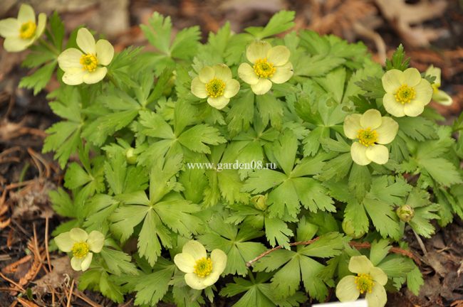 Купальница рыхлая (Trollius laxus)