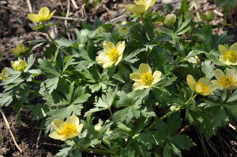 Купальница рыхлая (Trollius laxus)