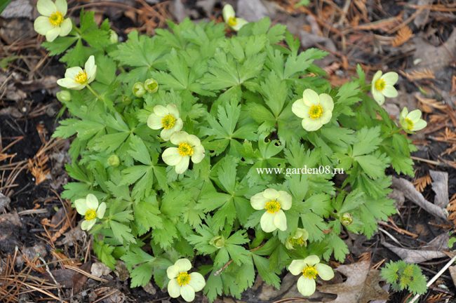 Купальница рыхлая (Trollius laxus)