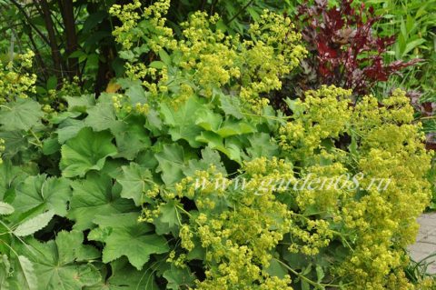 Манжетка мягкая (Alchemilla mollis)