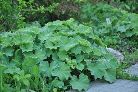 Манжетка мягкая (Alchemilla mollis) в мае