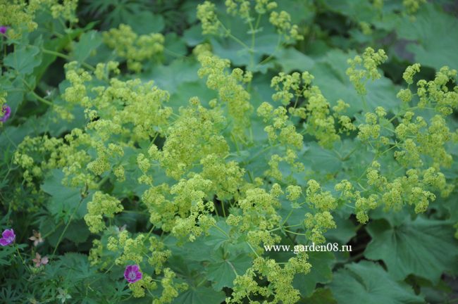 Манжетка мягкая (Alchemilla mollis)