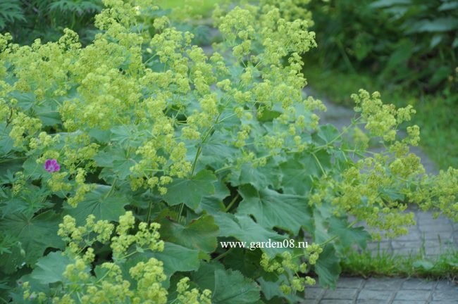 Манжетка мягкая (Alchemilla mollis) в начале июля