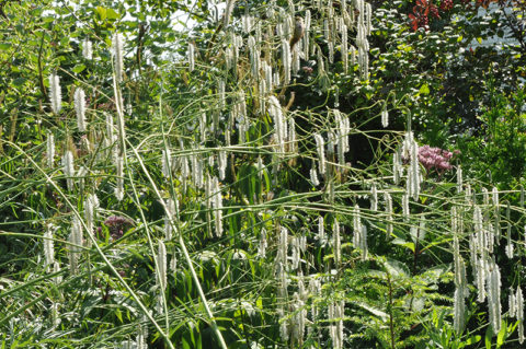 Кровохлёбка мелкоцветковая (parviflora)