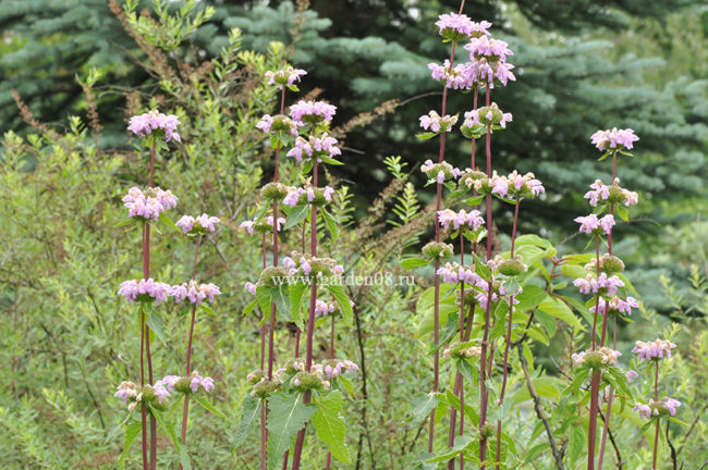 Зопник клубненосный (Phlomis tuberosa)