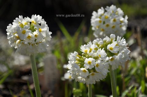 Примула мелкозубчатая белая (Primula denticulata var. Альба)