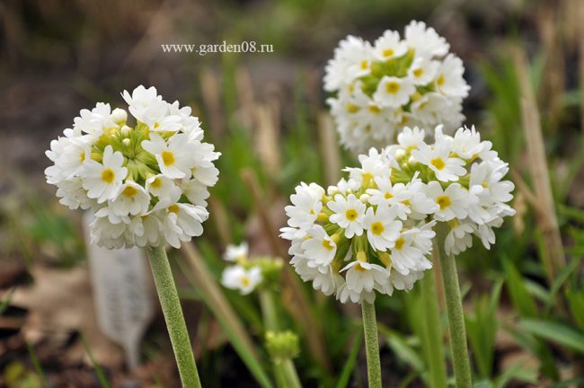 Примула мелкозубчатая белая (Primula denticulata var. Альба)