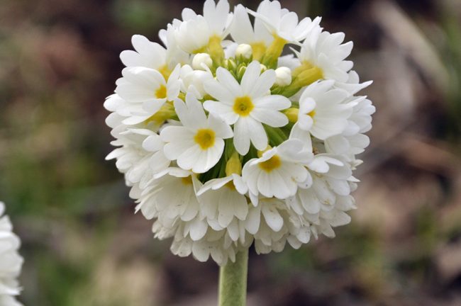 Примула мелкозубчатая белая (Primula denticulata var. Альба)