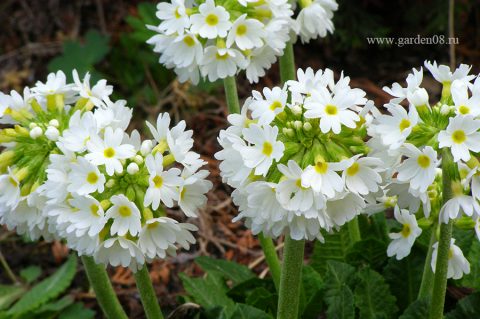 Примула мелкозубчатая белая (Primula denticulata var. Альба)