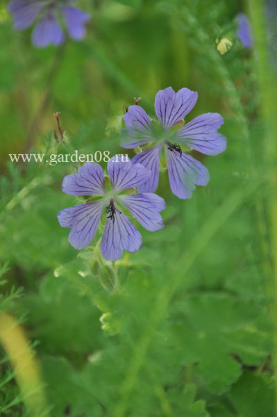 Герань Ренарда (Geranium renardi)