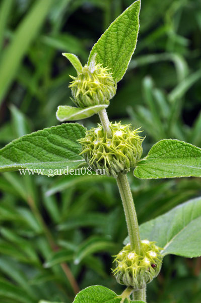 Зопник Расселла (Phlomis russeliana) в начала цветения