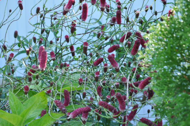 Sanguisorba