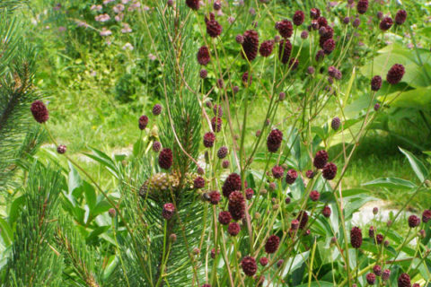 Кровохлёбка officinalis 'Tanna'