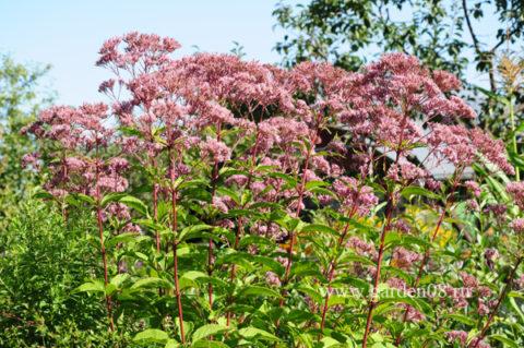 Посконник purpureum «Atropurpureum»