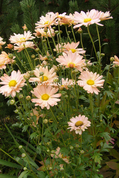 Chrysanthemum (Хризантема)