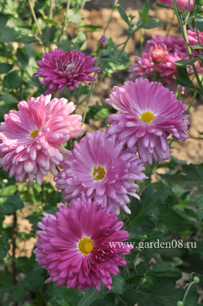 Chrysanthemum