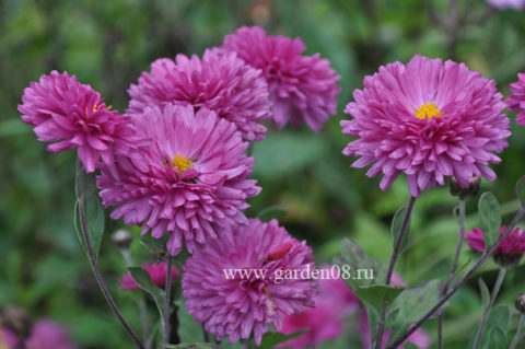 Chrysanthemum