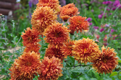 Хризантема (Chrysanthemum)