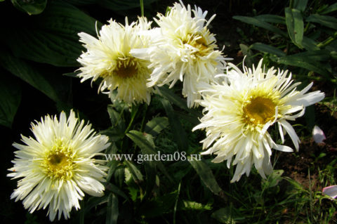 Leucanthemum × superbum «Goldrausch»