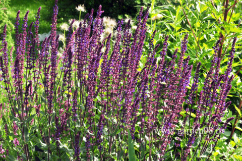 Шалфей дубравный (Salvia nemorosa)