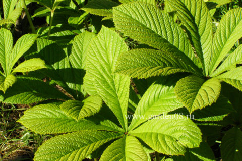 Роджерсия конскокаштанолистная (aesculofolia)