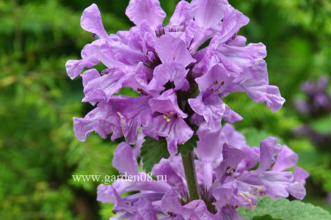 Буквица крупноцветковая (Betonica grandiflora)