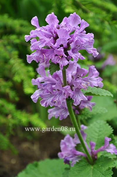 Буквица крупноцветковая (Betonica grandiflora)