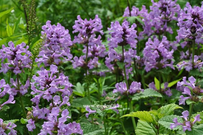 Буквица крупноцветковая (Betonica grandiflora)