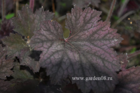 Гейхера «Frosted Violet»