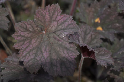 Гейхера (Heuchera)