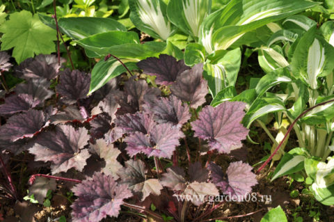 Гейхера «Frosted Violet» 250 руб, купить, фото, описание