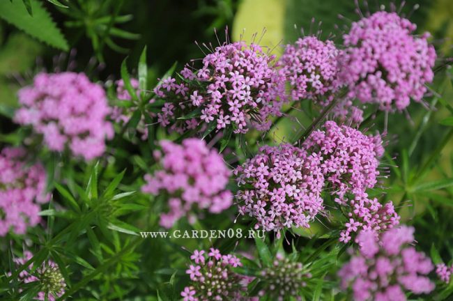 Фуопсис длинностолбиковый (Phuopsis stylosa)