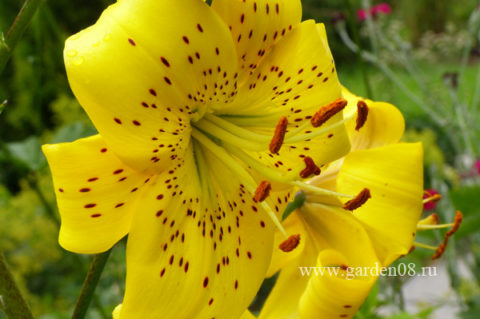 Лилия «Yellow Star» (lancifolium)