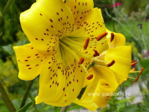 Лилия «Yellow Star» (lancifolium)