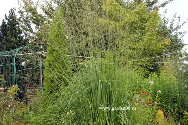 Молиния тростниковая (Molinia arundinacea) высокая