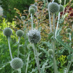 Мордовник шароголовый (Echinops sphaerocephalus)