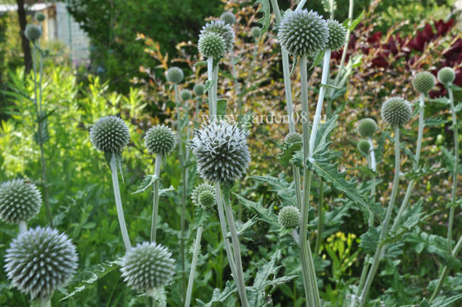 Мордовник шароголовый (Echinops sphaerocephalus)