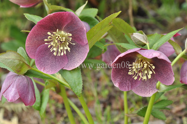 Морозник гибридный (Helleborus)