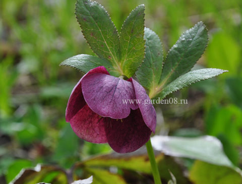 Морозник гибридный (Helleborus)