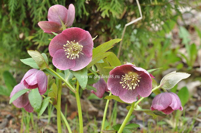 Морозник гибридный (Helleborus)