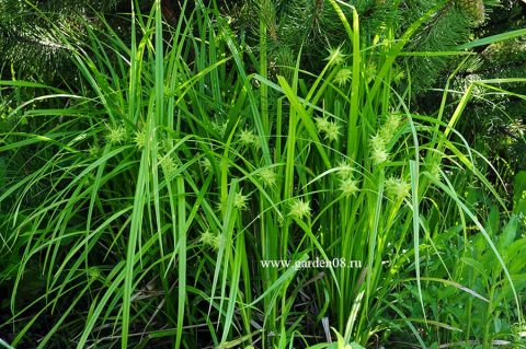 Осока Грея (Carex Grayi)