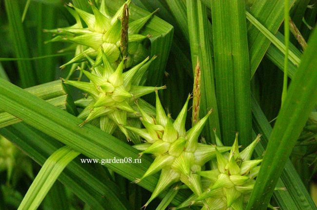 Осока Грея (Carex Grayi)