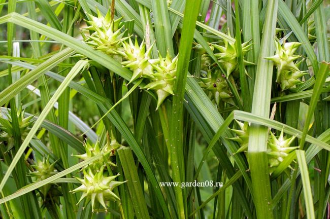 Осока Грея (Carex Grayi)