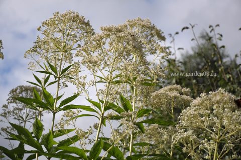 Посконник пятнистый maculatum “Album” (белый)