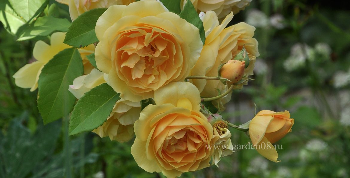 Роза «Graham Thomas»