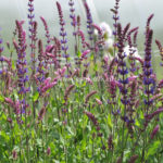 Шалфей дубравный (Salvia nemorosa)