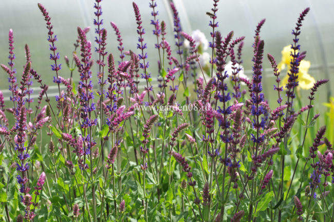 Шалфей дубравный (Salvia nemorosa)