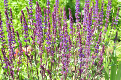 Шалфей дубравный (Salvia nemorosa)