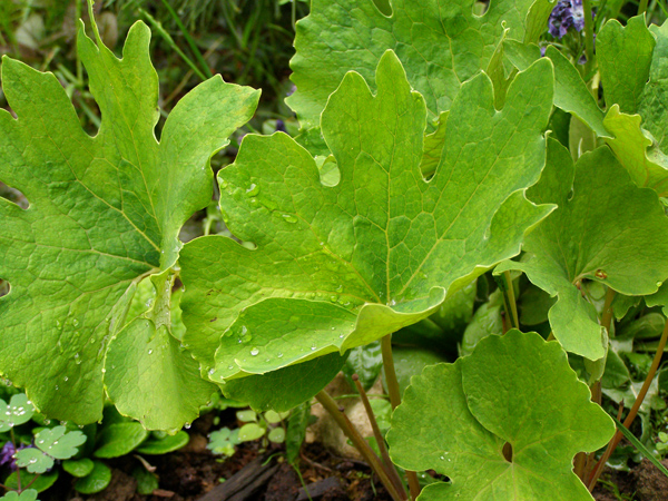 Сангвинария канадская махровая «Flore Pleno», листва
