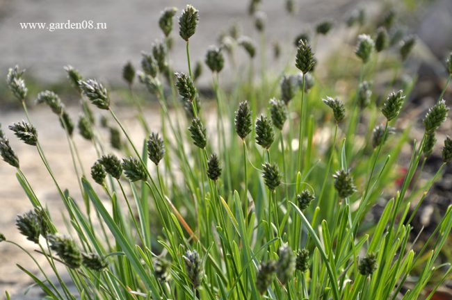 Сеслерия голубая (Sesleria caerulea)